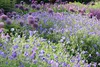 Stauden Gänge 3 x Geranium 'Rozanne ®' im 1 Liter Topf - Produktbild-Vorschau 6