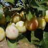 A close-up view of yellow plums growing on a tree branch. Produktbild-Vorschau