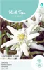 Edelweiss | Bloemzaden van Hortitops Productafbeelding-voorbeeld 3