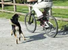 Pet Corrector per l'addestramento del cane. Aiuta a fermare Anteprima dell’immagine prodotto 14