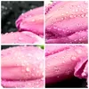 Bilder auf glas - Tulpen Tau Steine Pflanze - 40x40cm - Produktbild-Vorschau 8