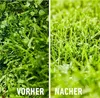 A split image showing grass before and after treatment, with German text indicating 'before' and 'after'. Produktbild-Vorschau