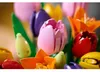 LEGO® Botanicals 11501 Le bouquet de tulipes Voir les images du produit 27