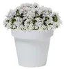 Prosperplast Blumentopf - Kunststoff - perlweis - D14 x H12 Produktbild-Vorschau 5