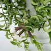 Plante rouge à lèvres - Aeschynanthus pulcher - Hauteur Voir les images du produit 3