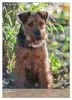 Welsh Terrier - viel Hund in kleiner Verpackung Produktbild-Vorschau 10