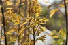 Amelanchier arborea 'Robin Hill', Felsenbirne, rosa Blüten, Produktbild-Vorschau 3