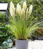 A large potted pampas grass plant with feathery plumes sits in a grey pot on a gravel patio, with a greenhouse and large glass bottles in the background. Produktbild-Vorschau