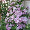 A clematis plant with numerous pink and lavender flowers climbing a wooden trellis against a white wall. Produktbild-Vorschau