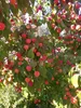 Cornus kousa botanische Art - Chinesischer Blumenhartriegel Produktbild-Vorschau 2