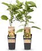 GreenboutiQ - Obstpflanze - Grüne & Gelbe Kiwi - Actinidia Produktbild-Vorschau 2