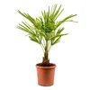 Meine Orangerie Hanfpalme Trachycarpus - Winterharte Palme Produktbild-Vorschau 2