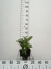 6 x Zantedeschia aethiopica - Biała kalia - doniczka 9 x 9 Podgląd zdjęcia produktu 1