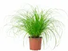 Echtes Katzengras - pflegeleichte Zimmerpflanze, Cyperus Produktbild-Vorschau 1