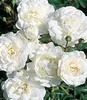 BALDUR Garten 3x Rose Sea Foam, Pflanzen im 9x9 cm-Topf, Produktbild-Vorschau 1