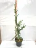 A potted Cedrus libani ‘Glauca’ (Blue Lebanon Cedar) tree stands next to a measuring stick against a white background. Produktbild-Vorschau