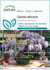 SAFLAX  - Glicine africano  - 15 semi - Bolusanthus Anteprima dell’immagine prodotto 1