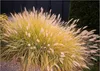 Stauden Gänge 3 x Pennisetum alopecuroides 'Gelbstiel' im 1 Produktbild-Vorschau 1