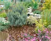 Pinus sylvestris 'Watereri', Kiefer, kompakt, 50–60 cm Produktbild-Vorschau 13