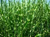Stauden Gänge 1 x Miscanthus sinensis 'Zebrinus' im 1 Liter Produktbild-Vorschau 5