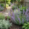 Bloomique - Lot de 6 - Nepeta Walker's Low - Cataire - Voir les images du produit 4