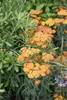 Achillea millefolium 'Terracotta', Schafgarbe, orange, ca. Produktbild-Vorschau 3