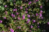 Geranium sanguineum 'Dilys', Storchschnabel, rosa, ca. 9x9 Produktbild-Vorschau 1