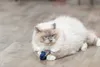 Trixie Katzenspielzeug Meerestier aus Plüsch mit Catnip Produktbild-Vorschau 9