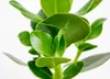 Bloomique - Clusia Rosea - Drzewo świnkowe - Roślina Podgląd zdjęcia produktu 3