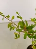 Close-up of a plant branch with green leaves and brown stems against a plain background. Náhľad obrázku produktu