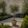 An olive tree in a pot on a paved patio, surrounded by greenery and a textured wall. Produktbild-Vorschau