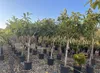 Sunny Tree - Loquat-Baum (Japanische Wollmispel) – Produktbild-Vorschau 1