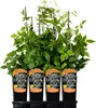 Powojnik Praecox okrywowy 2L Podgląd zdjęcia produktu 6