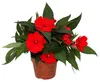 Edel-Lieschen - Impatiens Neu-Guinea - 12cm Topf - Set mit Produktbild-Vorschau 3