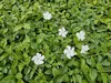 Vinca minor 'Gertrude Jekyll' - wiecznie zielona roslina Podgląd zdjęcia produktu 1