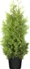 A potted green Thuja occidentalis 'Brabant' tree against a white background. Produktbild-Vorschau