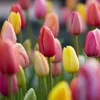 Bloomique - Mélange de 20 - Tulipa Rainbow Mix - Bulbes de Voir les images du produit 5
