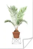 MuchoWow® Poster Pflanzen - Palme - Blumentopf 80x120 cm - Produktbild-Vorschau 1