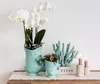Kolibri Orchids weiße Phalaenopsis-Orchidee Amabilis Produktbild-Vorschau 14