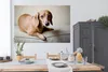 MuchoWow® Poster Ein brauner Dackel schaut in die Kamera Produktbild-Vorschau 3