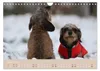 Dackel - lustige Gesellen auf kurzen Beinchen (Wandkalender Produktbild-Vorschau 5