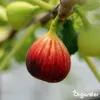 Fig Tekuté hnojivo 2x1 L – 2-1-8 (NPK) – Pre figy a ovocné Náhľad obrázku produktu 5