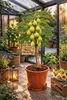 Ficus carica ‘Blanca Gota de Miel’ – 70–100 cm Produktbild-Vorschau 3