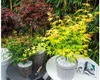 Japanse esdoorn 'Orange Dream', oranje bladkleur. Hoogte: Productafbeelding-voorbeeld 8