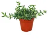 Kyselá okurka - Delosperma echinatum - 12cm květináč Náhled obrázku produktu 1