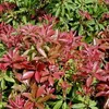 2 x  Pieris japonica 'Mountain Fire'  - Pieris japonica Anteprima dell’immagine prodotto 2