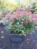 Skimmia japonica Rubella - Japanische Skimmie Rubella Produktbild-Vorschau 2