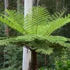 Austrálska stromová papraď (Cyathea cooperi)  – 1 dávka Náhľad obrázku produktu 1