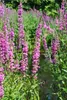 Gewöhnlicher Blutweiderich - Lythrum salicaria -  Heimische Produktbild-Vorschau 1