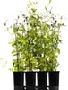 Clematis Rooguchi 2L Náhled obrázku produktu 7